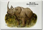 black_rhinoceros_6247455491_l