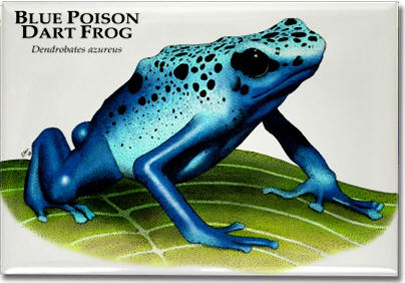 blue_poison_dart_frog_6247223930_l
