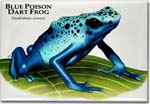 blue_poison_dart_frog_6247223930_l