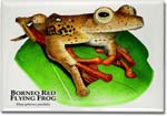 borneo_red_flying_frog-1_6246489357_l