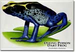dyeing_poison_dart_frog_6247223974_l
