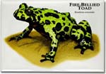 fire_bellied_toad_6247204334_l