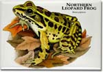 northern_leopard_frog_6246489189_l