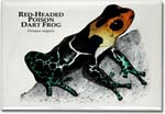 red_headed_poison_dart_frog_6246701057_l
