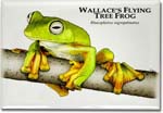wallace's_flying_frog_6247180250_l