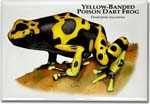 yellow_banded_poison_dart_frog_6246701125_l