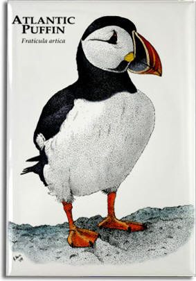 atlantic_puffin_6247939180_l