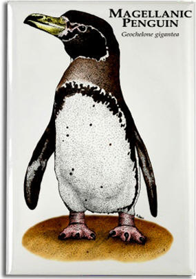 magellanic_penguin_6247416969_l