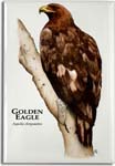 golden_eagle_6247931266_l