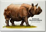 indian_rhinoceros_6247917976_l