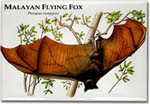 malayan_flying_fox_6247917922_l