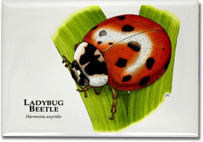 ladybug_beetle_6246445449_l