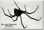 black_widow_spider_6247013574_l