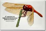cardinal_meadowhawk_dragonfly-1_6246968992_l