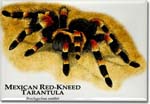 mexican_red_kneed_tarantula_6247897188_l