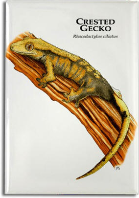 crested_gecko_6246490047_l