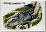 american_alligator_6246615969_l