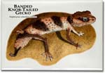 banded_knob_tailed_gecko_6247159730_l