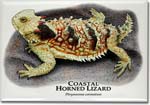 coastal_horned_lizard_6246616085_l