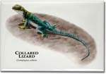 collared_lizard_6247138526_l