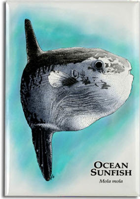 ocean_sunfish_6247466797_l