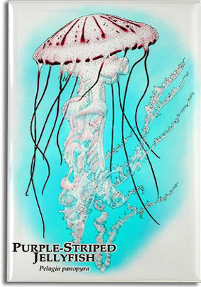 purple_striped_jellyfish_6247466847_l