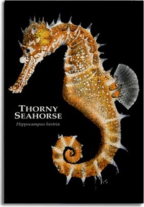 thorny_seahorse_6247467077_l
