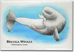 beluga_whale_6247473583_l