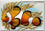common_clownfish_6246489733_l