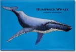 humpback_whale_6247473681_l