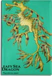 leafy_sea_dragon_6247466747_l