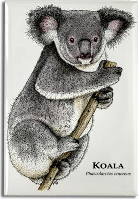 koala_6247435393_l