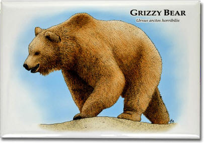 grizzly_bear