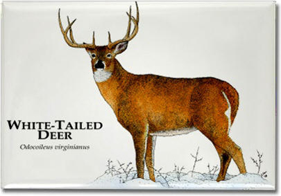 white_tailed_deer_6247964914_l
