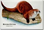 northern_river_otter_6247442399_l