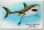 great_white_shark_6247477501_l