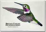 broad_tailed_hummingbird_6247953332_l