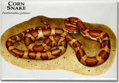 corn_snake_6247011808_l