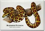 burmese_python_6246968576_l