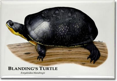 blanding's_turtle_6246967846_l