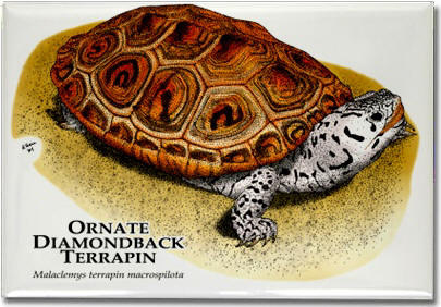 ornate_diamondback_terrapin-1_6247011480_l