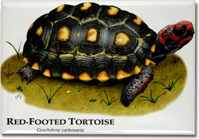 red_footed_tortoise_6247077574_l
