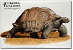 aldabra_tortoise_6247013476_l