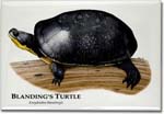 blanding's_turtle_6246967846_l