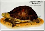 chinese_box_turtle_6247013356_l