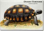 desert_tortoise_6246554265_l