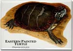 eastern_painted_turtle_6246967990_l