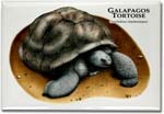 galapagos_tortoise_6246544977_l