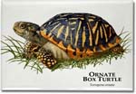 ornate_box_turtle-3_6246444649_l