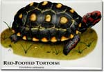 red_footed_tortoise_6247077574_l